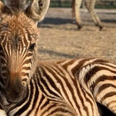 Baby zebra at Somerset zoo dies after being scared by fireworks