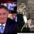 BBC newsreader cracks up on air presenting story on man playing piano for monkeys