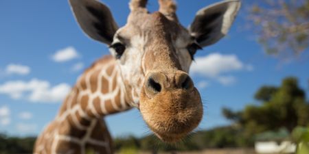 Baby giraffe named ‘Margaret’ in honour of first woman to receive Covid vaccine