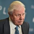 Sir David Attenborough selected as Earth’s representative if we ever make contact with aliens