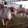 Pigs can play video games using their snouts, according to new study