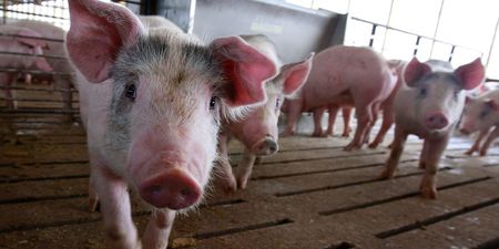 Pigs can play video games using their snouts, according to new study