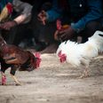 Indian man killed by rooster in illegal cockfight