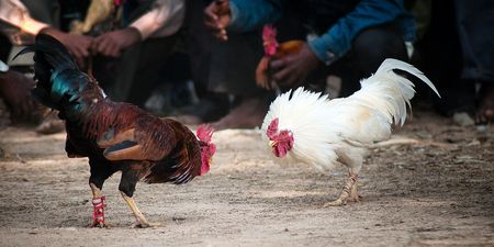 Indian man killed by rooster in illegal cockfight