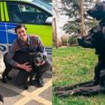 Stolen dogs reunited with owners after plea goes viral