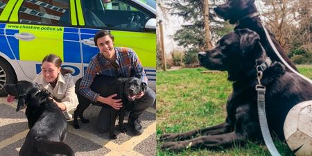 Stolen dogs reunited with owners after plea goes viral