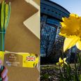 Woman discovers daffodils in the fridge after husband confuses them for spring onions