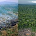 Amazon rainforest is emitting more greenhouse gases than it absorbs