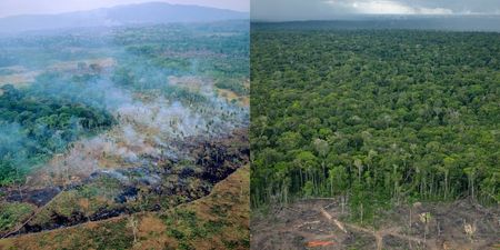Amazon rainforest is emitting more greenhouse gases than it absorbs