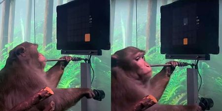 Elon Musk’s Neuralink company shares video of monkey playing Pong with just its mind