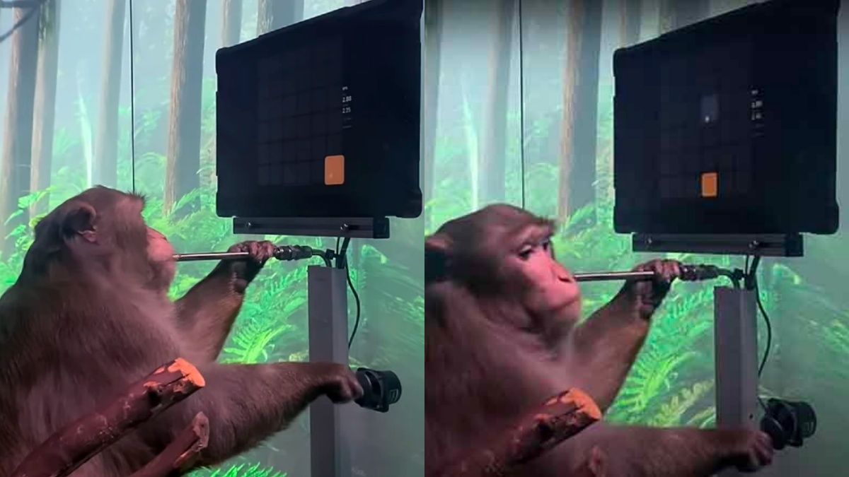 Neuralink allows monkey to play Pong with its mind