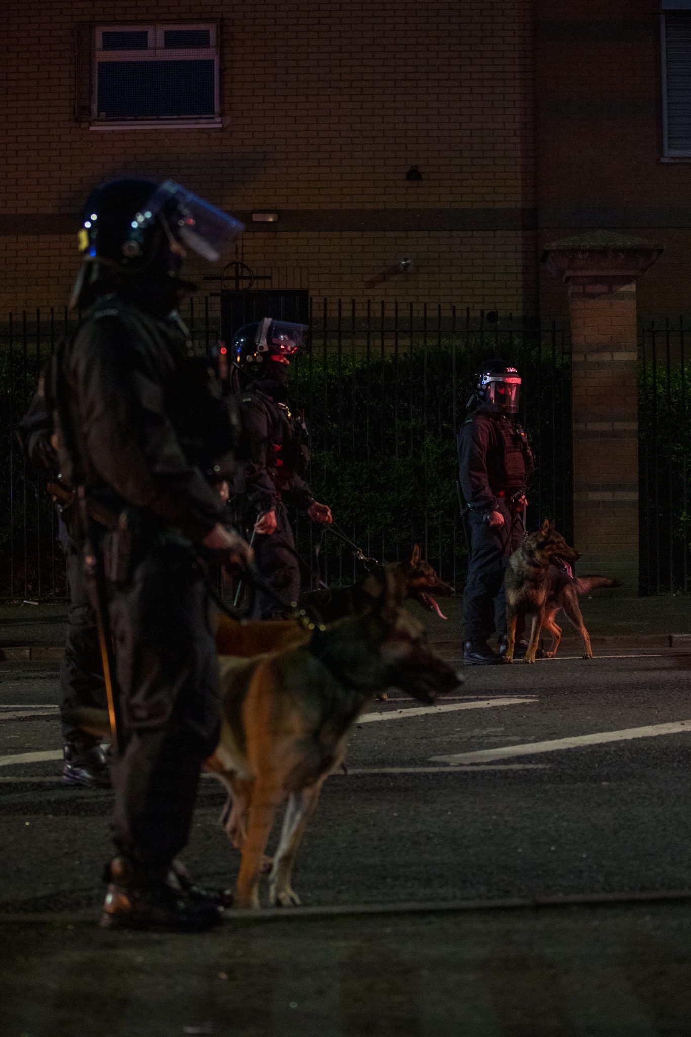 A line of police dogs in a Belfast street