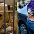 Animal Welfare Bill for tougher sentences on animal cruelty becomes law today