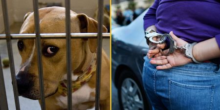 Animal Welfare Bill for tougher sentences on animal cruelty becomes law today