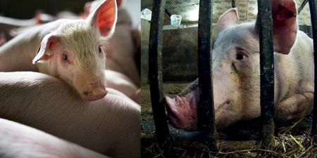 Investigation launched as pigs hammered to death at “high-welfare” farm
