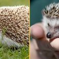 Teenagers ‘force hedgehog to inhale cannabis before throwing it in river’