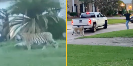 Tiger roaming street in Houston ends in tense stand off