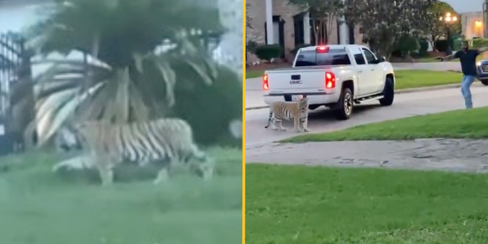 Tiger roaming in street - Houston, Texas