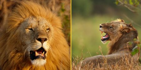 Ten percent of men believe they could beat a lion in a fist fight, according to survey