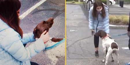 TV reporter rescues stolen dog live on air while reporting on its theft