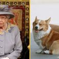Puppy given to Queen while Prince Philip was in hospital has died