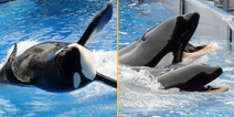 SeaWorld trainer’s final moments revealed as whale performed ‘deep dive’ with her body