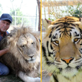 Big cats seized from zoo belonging to Tiger King star Jeff Lowe