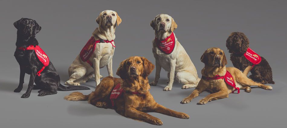 MDD's Covid detection dogs