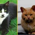 Leeds warned of ‘sick cat killer’ after two cats found beheaded