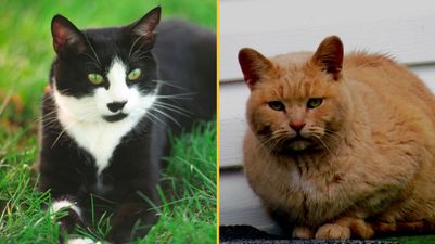Leeds warned of ‘sick cat killer’ after two cats found beheaded