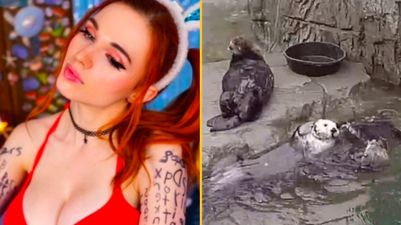 Hot tub stream page on Twitch overtaken by videos of otters