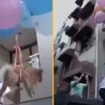 YouTuber arrested for tying dog to balloons and sending into the air