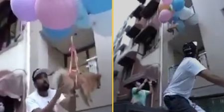 YouTuber arrested for tying dog to balloons and sending into the air