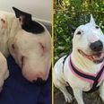 Dog stabbed seven times and left to die is now living her best life