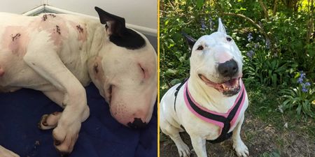 Dog stabbed seven times and left to die is now living her best life