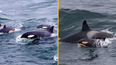 Killer whales spotted off the Cornish coast for the first time in 50 years