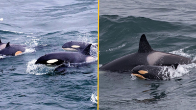 Killer whales spotted off the Cornish coast for the first time in 50 years