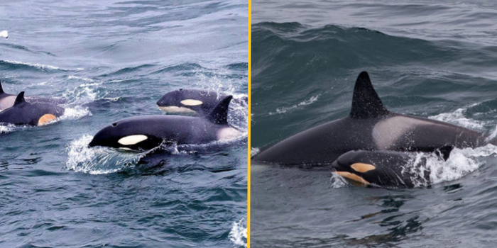 Killer whales spotted off the coast of Cornwall