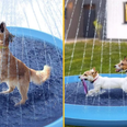 Dog paddling pool with sprinklers looks so good I might get one for myself
