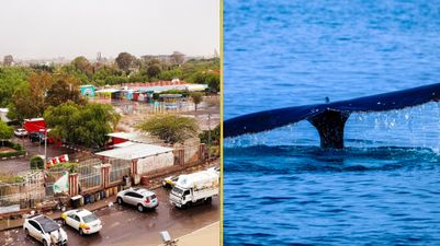 Yemen fishermen find fortune worth $1.5m in belly of a whale