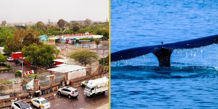 Yemen fishermen find fortune worth $1.5m in belly of a whale