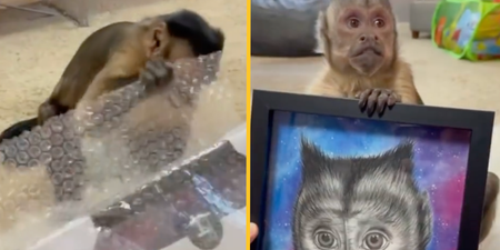 Beloved TikTok star and Capuchin Monkey George has passed away