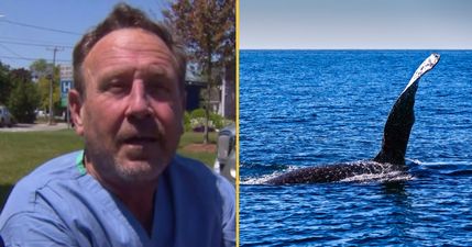 Man almost gets swallowed by humpback whale whilst diving