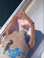 Stingray ‘laughing’ while being tickled in viral TikTok is actually ‘suffocating to death,’ say experts