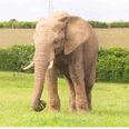 Young elephant dies in Somerset zoo attack