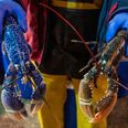 Boiling lobsters alive set to be banned in UK under government plans