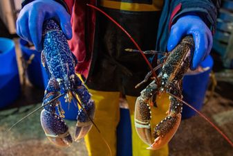 Boiling lobsters alive set to be banned in UK under government plans