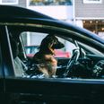 Tesco staff to patrol car parks to make sure dogs aren’t locked in hot cars