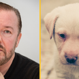 Ricky Gervais lobbies for ban on all animal experiments in UK