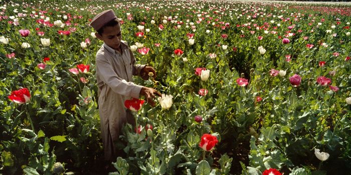 Opium trade to be banned in Afghanistan